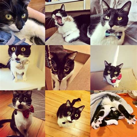 These collars are perfect when you want to include your cat in the family portrait, prom pictures, senior pictures, or when he is the ring bearer at. DIY Cat Collars That are Insanely Adorable