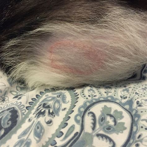 Feline Ringworm Causes Symptoms And Treatment Celestialpets