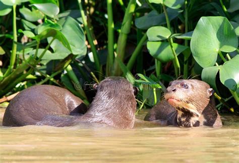 Playful Giant River Otters Stock Photo Image Of Fisheater 161453318