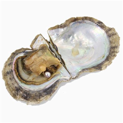 Akoya Saltwater Pearl Oysters Bulk 20pcs Amazing Bright Colored Round