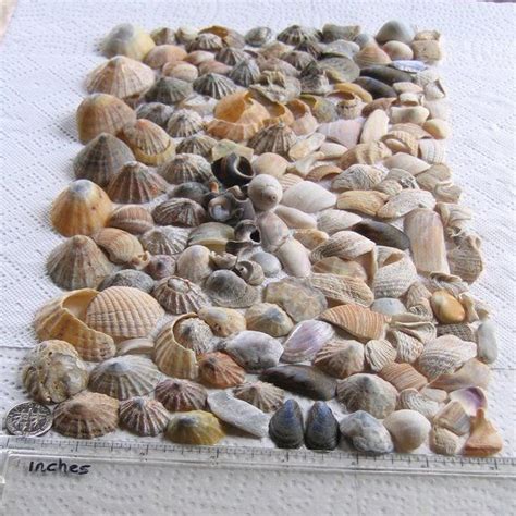 167 Natural Sea Shells Shell Fragments Art Mosaic Craft Etsy Mosaic