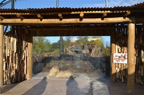 Gallery First Look At Chester Zoos New Lion Habitat Cheshire Live