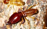 Termites In Dallas, TX | Dynasty Pest Control