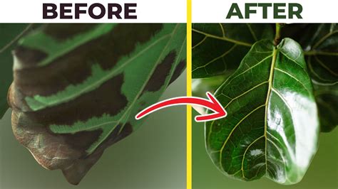 Fiddle Leaf Fig BROWN SPOTS Treatment Do This ASAP YouTube
