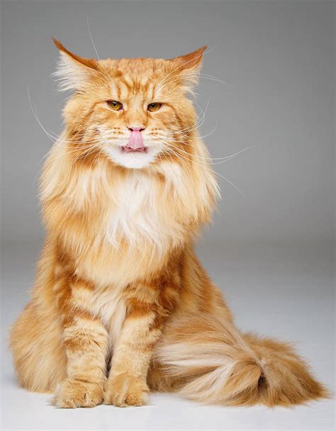 Orange Maine Coon Facts Without The Waffle Petskb