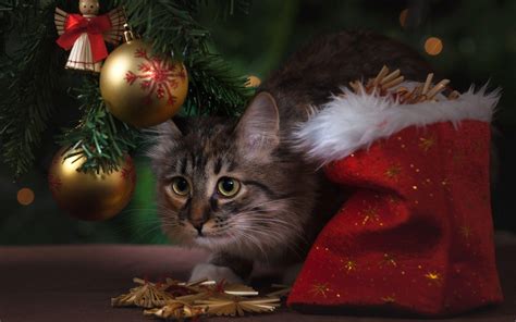 Cute Christmas Cat Wallpapers Top Free Cute Christmas Cat Backgrounds Wallpaperaccess
