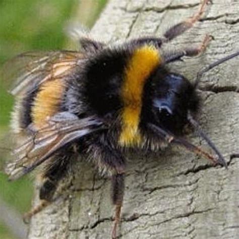 Bumblebees are large, fuzzy insects with short, stubby wings. Bumble bee | Bee, Bumble bee, Bee wasp hornet
