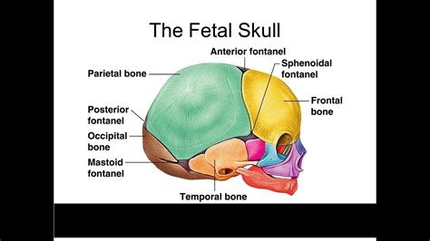 Foetal Skull Parts Sutures Fontanelle Region And Diameters Youtube