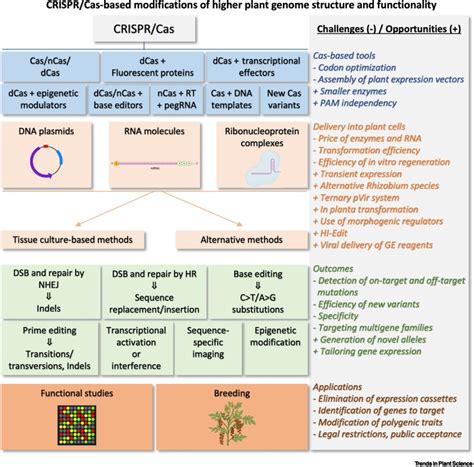 CRISPR Cas Mediated Plant Genome Editing Outstanding Challenges A Decade After Implementation