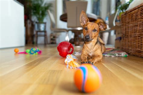More Fun For Fido Why Playing Is Important For Dogs Oakland
