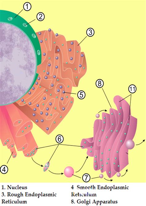 Plant Cell Diagram Smooth Endoplasmic Reticulum The Role Of The
