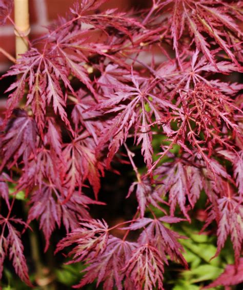 Japanese Maple Tree Seeds Red Dragon Lace Leaf By Themapletreelady
