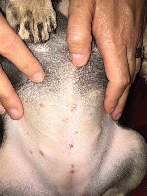 Black Spots On Dog Belly
