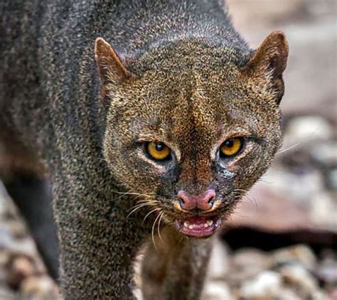 Florida Wild Cats Jaguarundi Cat Meme Stock Pictures And Photos