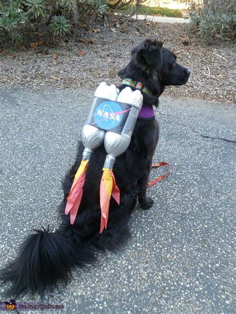 20 Adorable Diy Dog Costumes For Halloween