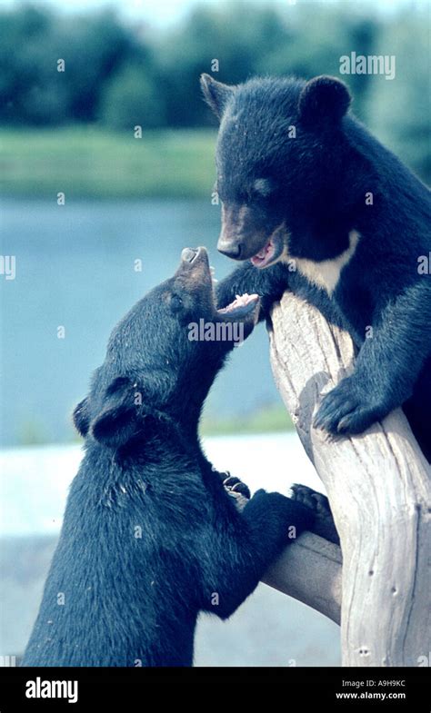 Tibetan Bear Hi Res Stock Photography And Images Alamy