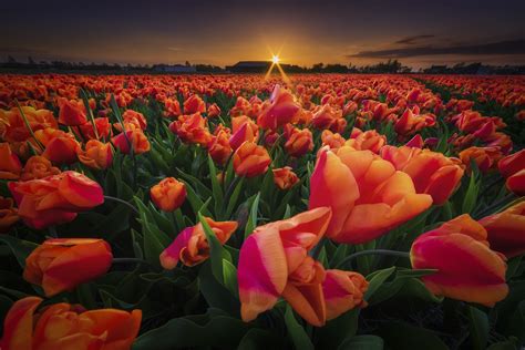 Tulip Field Sunrise Hd Wallpaper Background Image 2048x1366 Id