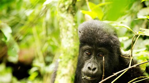 Animals In Bwindi Impenetrable National Park