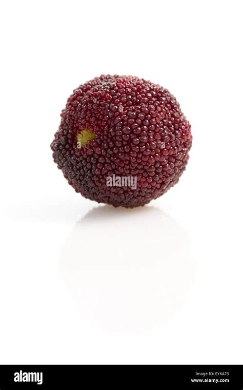 Waxberry Hi Res Stock Photography And Images Alamy