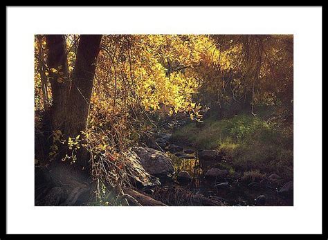 A Golden Autumn Morning Creekside Framed Print By Saija Lehtonen