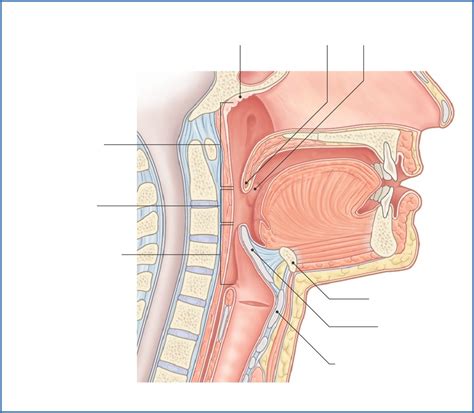 Pharynx And Larynx Anatomy Unit Diagram Quizlet