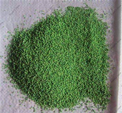 It has seen an increase in popularity in recent years with the development of newer varieties. 500pcs Zoysia Grass Seeds - BuyingSeed.com