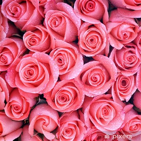 Fotomural Imagen De Fondo De Las Rosas De Color Rosa Con Una Gota De