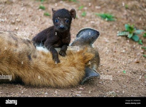 Spotted Hyena Or Laughing Hyena Crocuta Crocuta Cub With Its Mother