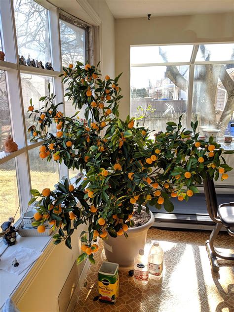 My Grandmas Prized Calamondin Orange Tree Im Inheriting She Passed