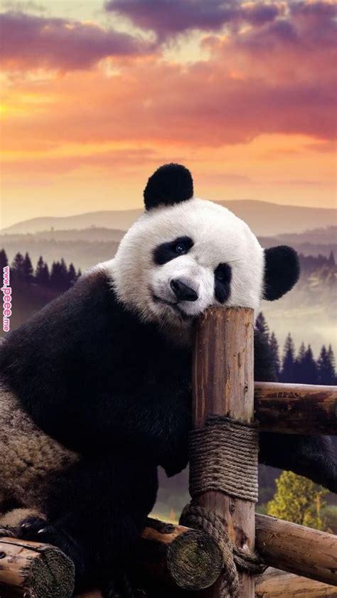 Magnificent Beauty Image Animals Pinterest Panda Panda Bear