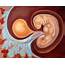 Illustration Of A 4 Week Old Human Embryo  Stock Image P680/0271