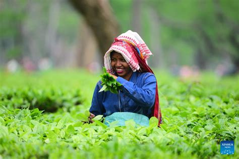In Pics Tea Garden In Assam India Xinhua