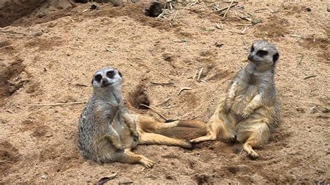 Meerkat Clan Part 1 These Are The Funniest Animals To