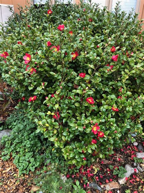 Good Trees For Urban Gardens Sasanqua Camellias Offer Late Fall Early