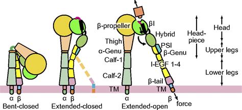 Atypical Interactions Of Integrin αvβ8 With Pro Tgf β1 Pnas