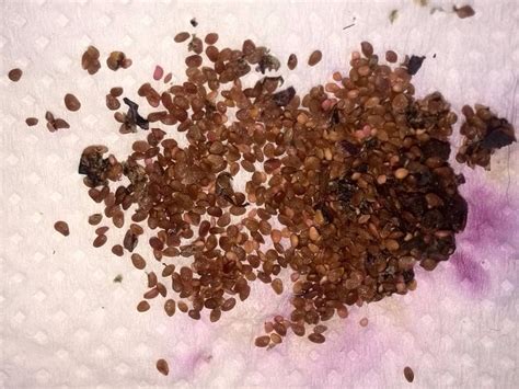 20 Semillas Blueberry Arándano Azul Garantia Autenticidad - $ 100.00 en