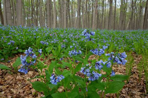 Bluebell Hike Fully Booked — Genesee Valley Conservancy