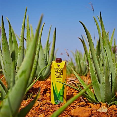 Das ist power kompakt für deinen gesamten körper. FOREVER ALOE VERA GEL | Aloe-Vera-First