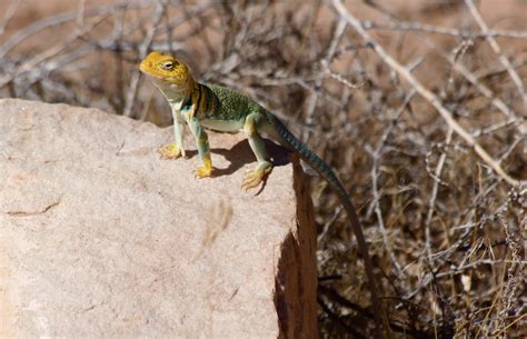 Western Collared Lizard On A Warm Rock Midday Sun