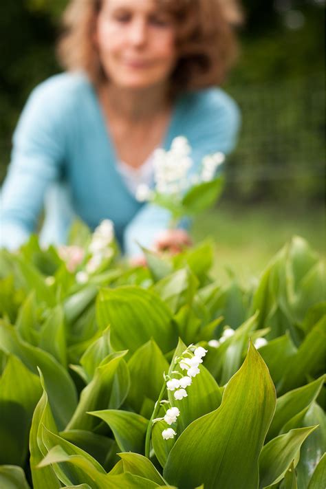 How To Grow And Arrange Lily Of The Valley The Real Flower Company Blog