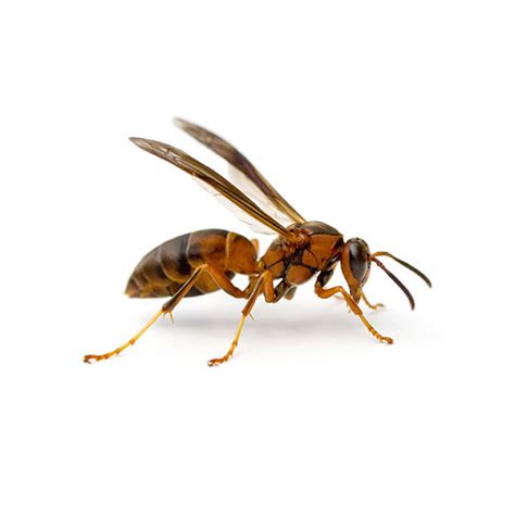 Paper Wasp Identification And Info Southern Pest Control Pest Control