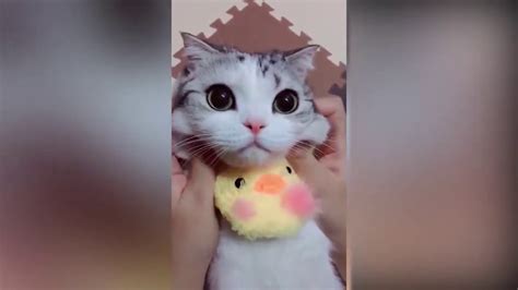 tiktok cute cats funny video compilation 2019 youtube