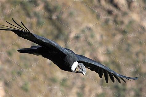 Male Andean Condor Flying Close Andean Condor Arequipa Male