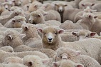 4 Shocking Facts the Wool Industry Doesn't Want You to Know