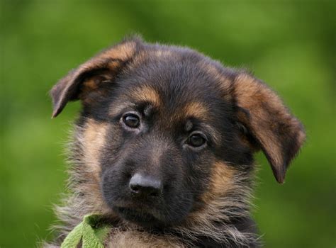 German Shepherd Puppy Close Up Photograph By Sandy Keeton