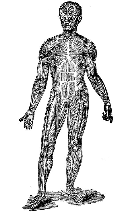 Printable Human Body Outline Drawing DuŠan Ech Clipart Best