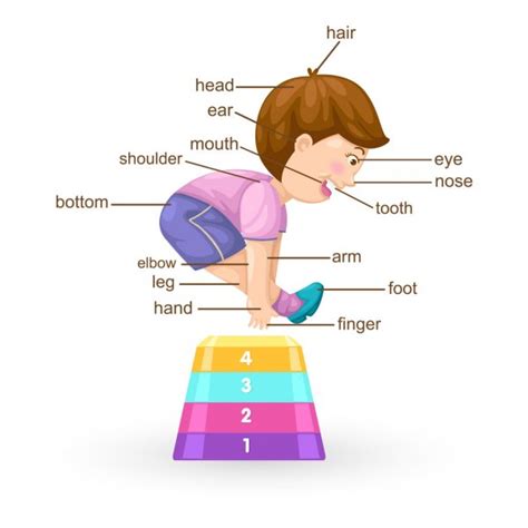 Vocabulary Part Of Body Vector Stock Vector Image By ©jehsomwang 57467727
