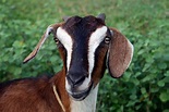 Goat 4k Ultra HD Wallpaper