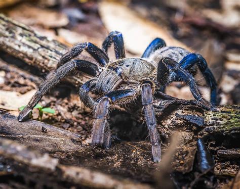 Blue Tarantula Spider Learn About Nature
