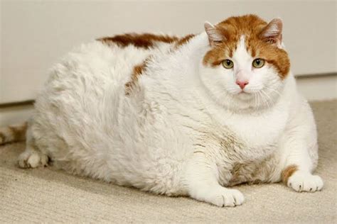 This Was Meow He Was The Worlds Heaviest Cat At His Time Of Death